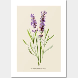 Lavender Antique Botanical Illustration Posters and Art